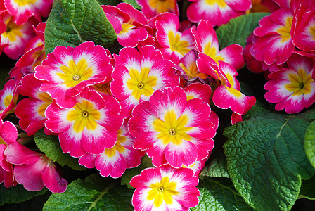 普里姆罗斯普里穆拉武尔加利斯花朵叶子花瓣公园花园植物植物群植物学紫色园艺图片