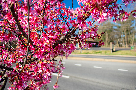 郊区街上的樱桃花树分店途径天堂国家大街樱花车道人行道树枝风景花瓣图片