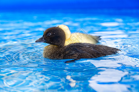 游泳池的黄小可爱鸭子 在清澈蓝水中游 阳光明媚的夏日塑料洗澡婴儿小鸭子服务晴天太阳水池乐趣羽毛图片