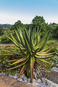 大Aloe Vera仙人掌工厂 南非开普敦叶子凝胶生长植物情调花园药品植物学沙漠治疗图片
