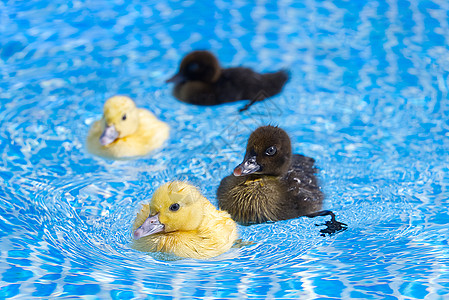 游泳池的黄小可爱鸭子 在清澈蓝水中游 阳光明媚的夏日蓝色玩具橡皮野生动物羽毛清水婴儿橡皮鸭塑料太阳图片