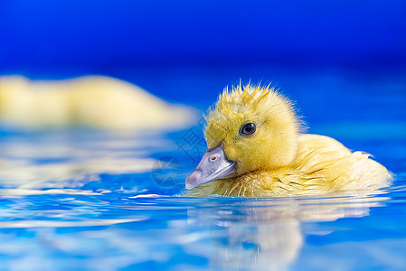 游泳池的黄小可爱鸭子 在清澈蓝水中游 阳光明媚的夏日塑料橡皮小鸭子洗澡羽毛玩具婴儿乐趣蓝色清水图片
