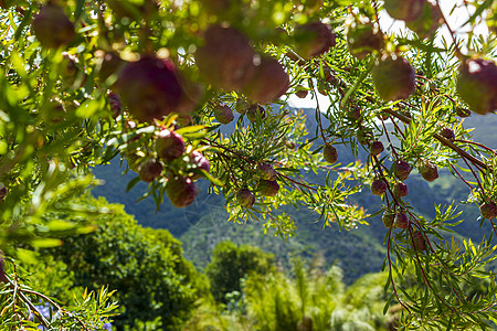 开普敦国家植物园的红松锥水果紫色松树松果甲虫植物锥体公园花瓣宏观图片
