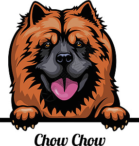 Chow Chow头 - 养狗的品种 一只被白色背景孤立的狗头的彩色图像图片