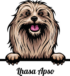 Lhasa Apso头 - 狗品种 在白色背景下被隔离的狗头的彩色图像图片