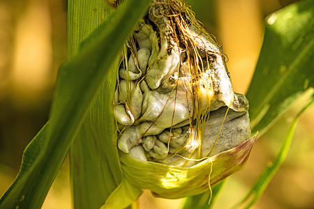 德国玉米黑穗病 玉米病植物大蜀黍虫瘿熟食玉米真菌疾病栽培裸鱼病害图片