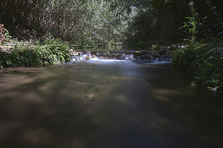 植被间清澈的水域河水海洋环境叶子反射森林支撑海滩阴影液体海岸图片