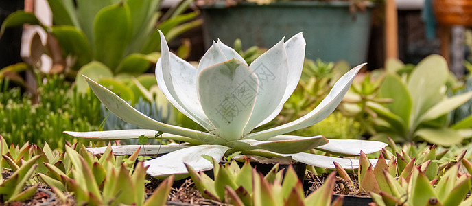 各种各样的仙人掌植物 和谐安排的助产品植物学生态植物群季节房子植被几何学沙漠花瓣叶子图片