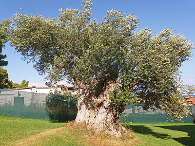 在希腊种一棵古老的橄榄树图片