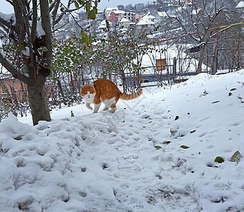 一只橙色猫在雪上散步图片