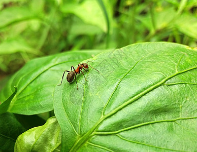 绿叶上的一只大蚂蚁图片
