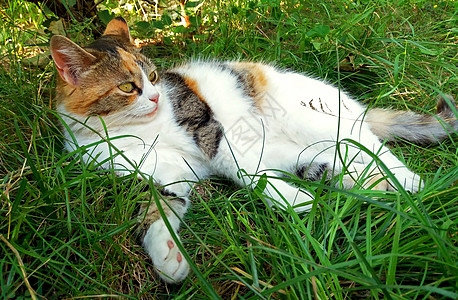 可爱多彩的猫在草地上图片