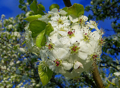 花朵中美丽的白花 鲜花的花朵图片