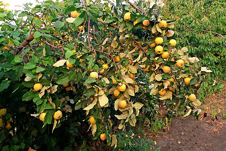 满树的果实是甜美的树叶花园太阳农业季节水果收成果园叶子灌木图片
