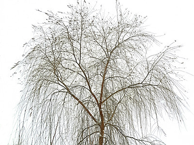 冬天雪白天空上的柳树图片