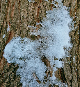 树皮树皮 有雪纹理 紧闭图片