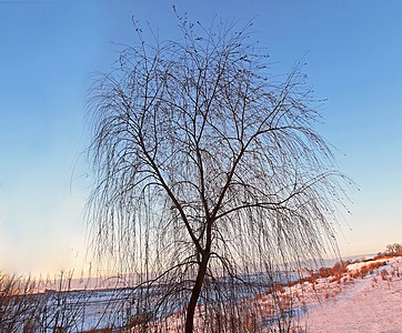 冬天的年轻柳树和日落风景的蓝天空图片