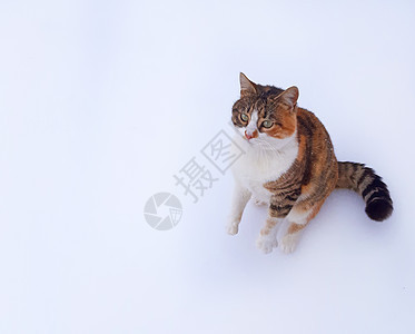 白色背景的一只美丽的猫在等着食物吃呢!图片