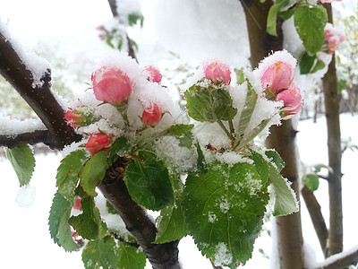 苹果树的花朵上下雪 紧紧闭着图片