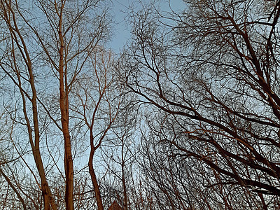 冬天天空明亮的树枝丛中 有几棵树枝图片