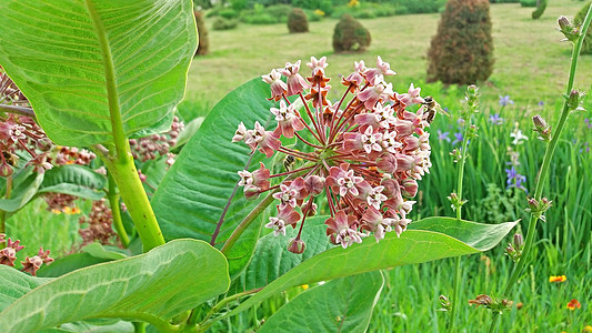 蜜蜂在公园传粉红花图片