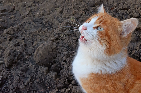 一只美丽的猫苗 它饿了 复制空间图片