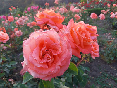 粉红玫瑰花在公园中盛开图片