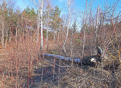 初春 伯奇树在森林中砍伐背景图片