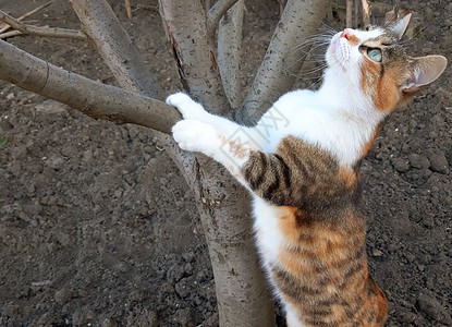 一只美丽的猫爬在树上 长得很奇怪图片