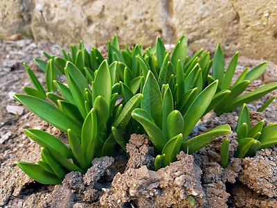 春天有新生长的Hyacinth植物图片