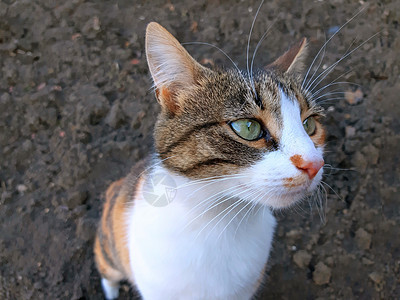 一只美丽的猫的肖像贴近了图片