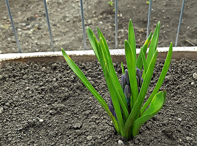 春中长出美丽的Hyacinth 花朵图片