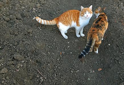 2只男女猫共2只猫图片