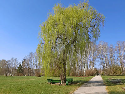 一棵柳树 在春天有新鲜的树叶图片