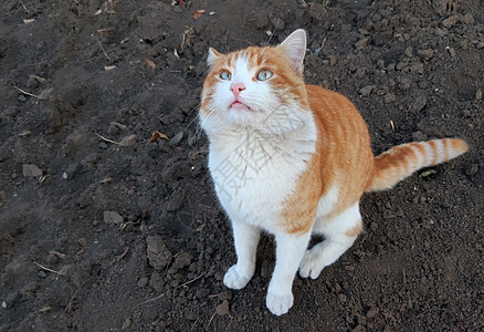 一只橙色猫在等食物 复制空间图片