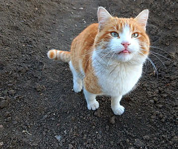 一只美丽的橙色猫露出舌头图片