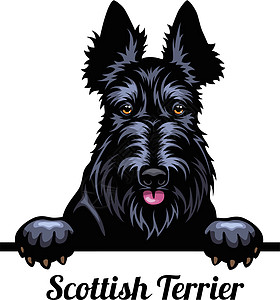 苏格兰狗品种 被白色背景孤立的狗头的彩色图像图片