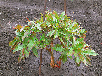 夏日的毛皮花朵粉色宏观绿色花瓣时间牡丹公园季节白色叶子图片