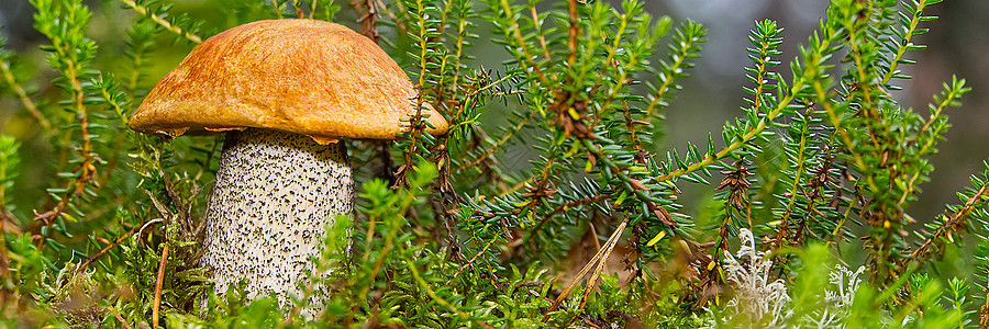 生长在绿色苔藓中的可食用的橙盖蘑菇 在森林里采摘蘑菇 欧洲北部森林中的食用菌木头森林荒野菌类饮食叶子帽子植物橙子食物图片