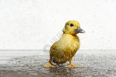 新伯恩小可爱的湿鸭子 在雨滴下 下雨的山羊概念农场小鸡新生动物金子婴儿柔软度孩子宠物雨天图片