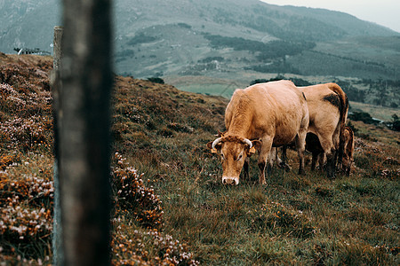 一群野牛在雾天吃山中草地的野牛群图片
