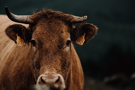 在山中暴风雨的一天里 一只棕色奶牛在镜头前直视着摄像头 紧紧贴近身图片