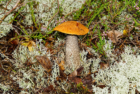 生长在绿色苔藓中的可食用的橙盖蘑菇 在森林里采摘蘑菇 欧洲北部森林中的食用菌桔皮食物荒野森林帽子宏观菌类橙子饮食叶子图片