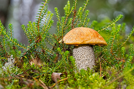 生长在绿色苔藓中的可食用的橙盖蘑菇 在森林里采摘蘑菇 欧洲北部森林中的食用菌宏观森林菌类橙色叶子橙子植物荒野桔皮食物图片