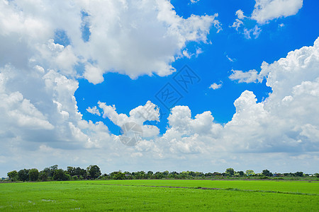 泰国大米田 天空背景多云农业稻田植物乡村绿色农场热带耕地蓝色气候图片