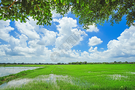 泰国稻田有云天和绿叶背景 )图片