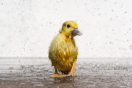 新伯恩小可爱的湿鸭子 在雨滴下 下雨的山羊概念雨天宠物羽毛小鸭子金子孵化婴儿毛皮动物新生图片