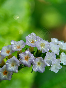 具有自然背景的 Sangketan转盘花园草本植物植物植物群荒野紫色历史叶子图片