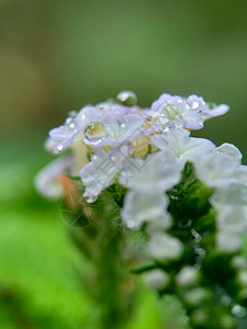 具有自然背景的 Sangketan荒野紫色草本植物叶子植物转盘历史植物群花园图片