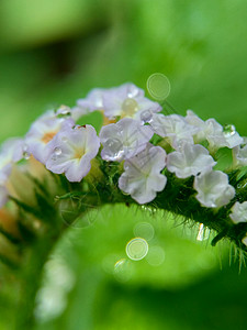 具有自然背景的 Sangketan花园转盘植物群叶子紫色荒野历史植物草本植物图片